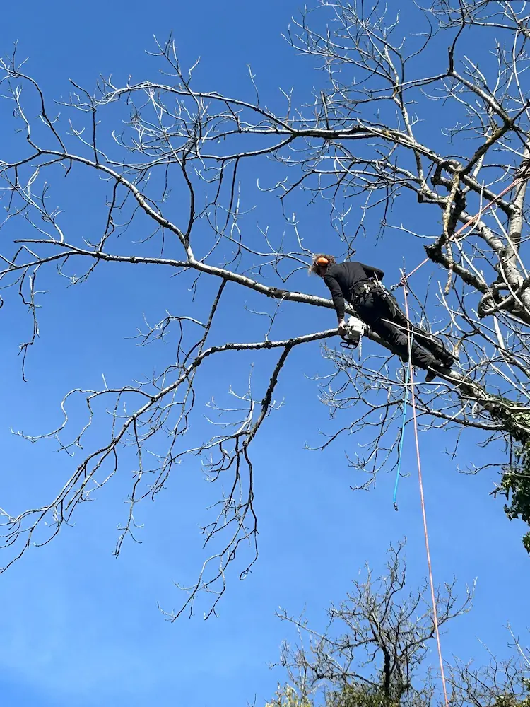 Chantier d'abattage réalisé par Brun Élagage en Haute-Savoie